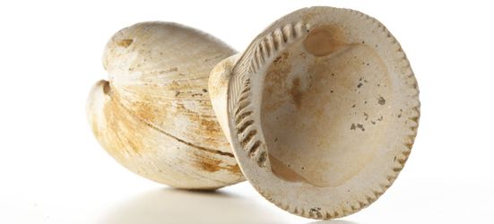 Glycymeris Glycymeris