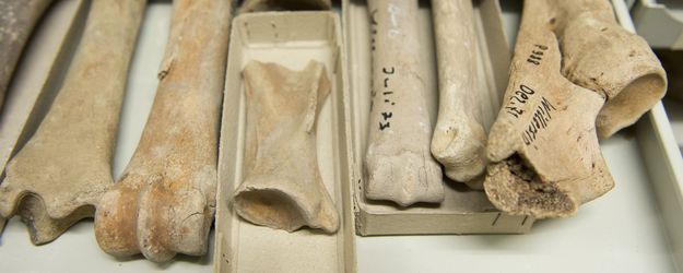 fossile Säugetierknochen fossile Säugetierknochen