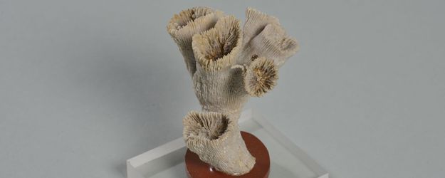 silifizierte Koralle silifizierte Koralle