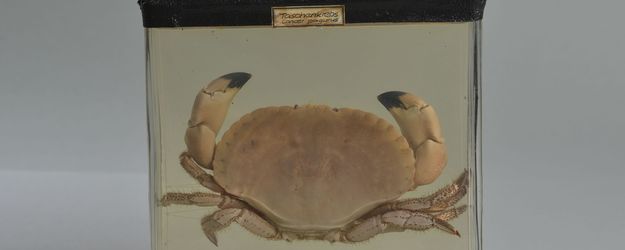 Taschenkrabbe Taschenkrabbe