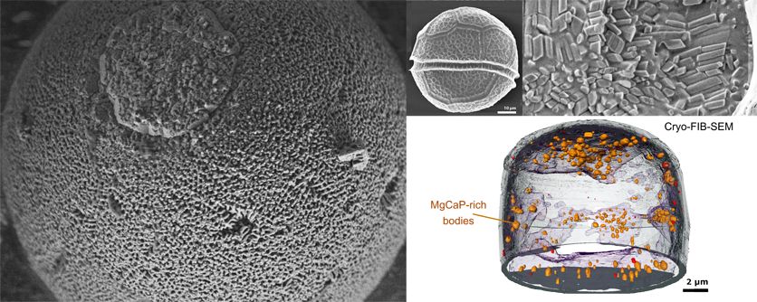 Biomineralization-in-Dinoflagellaten, AG Biomineralisation