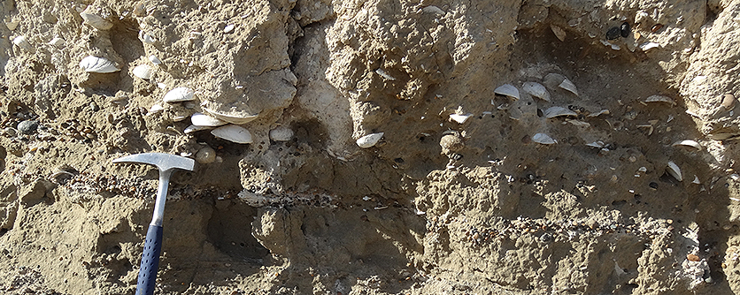 Caleta Olivia, Argentina - Holocene-deposits, AG Paläontologie